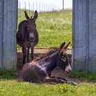 Die Jungs mit dem Durchblick