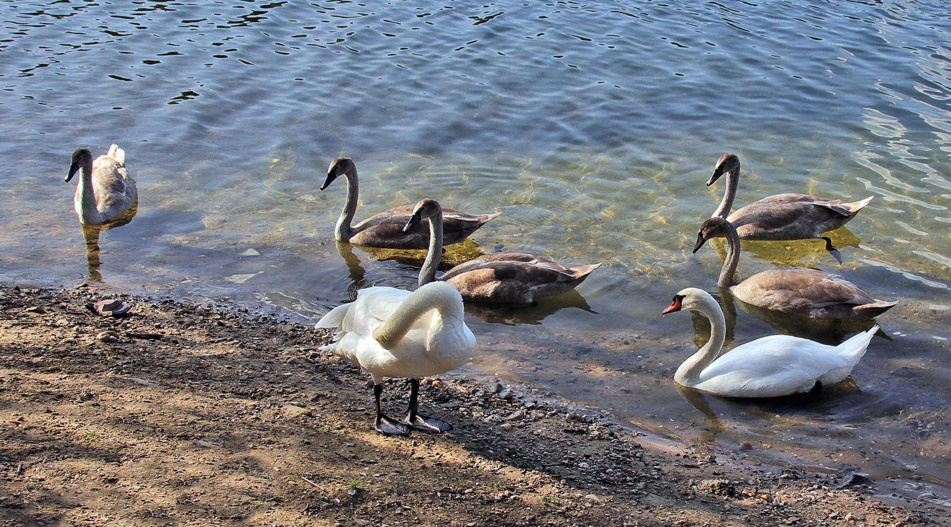 die Jungschwäne am See...