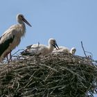 Die Jungstörche sind weiter gewachsen