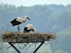 Die Jungstörche von Hollenstedt sind auch schon gewachsen.