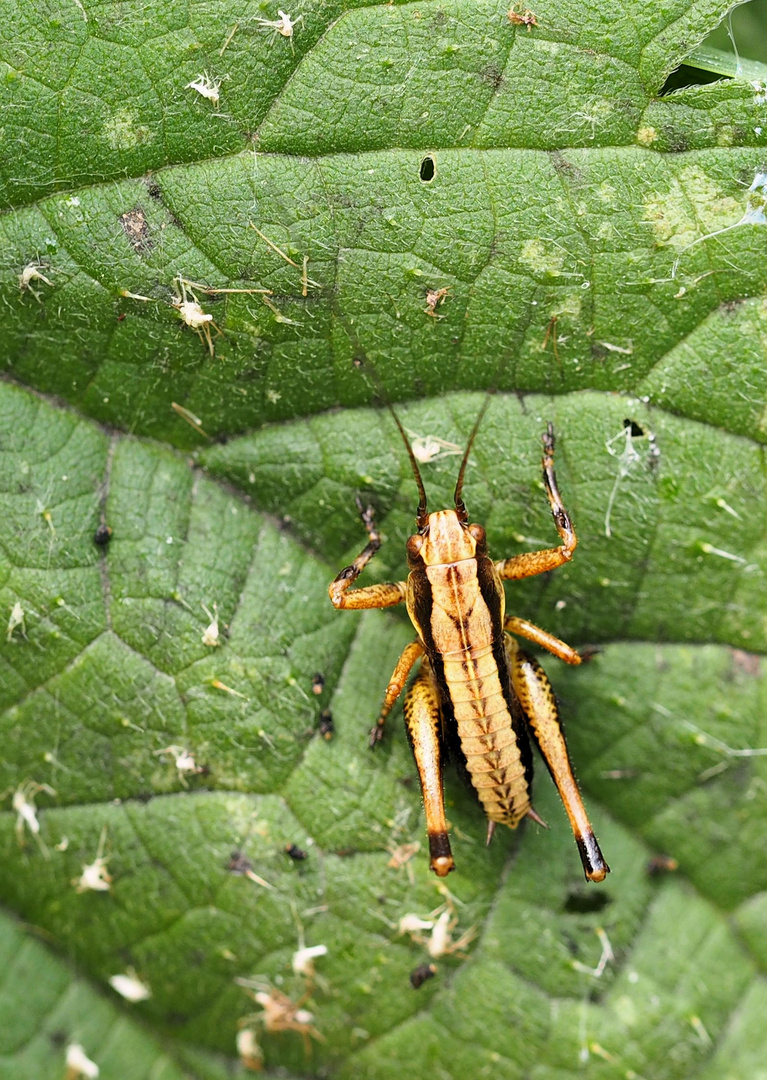 Die Jungtiere sind da... 