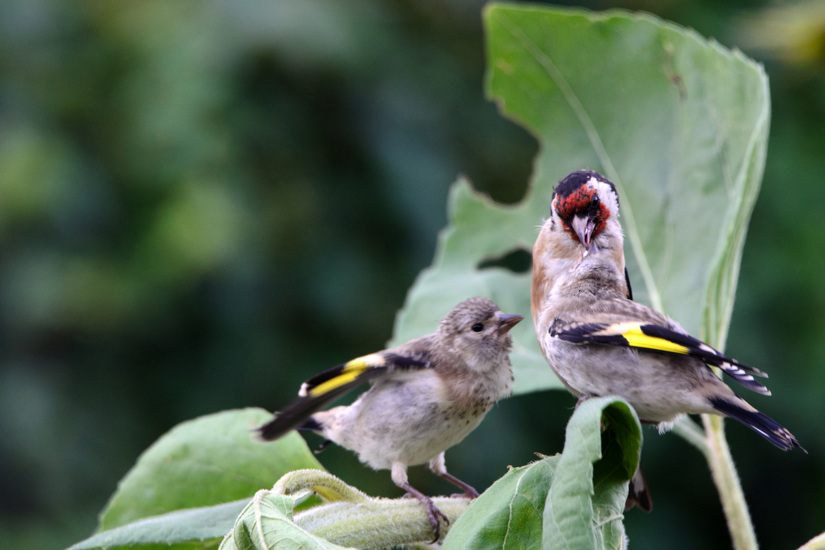 Die Jungvögel....