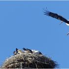 Die Jungvögel fallen über das Futter her - ein Schnappschuss am Abend