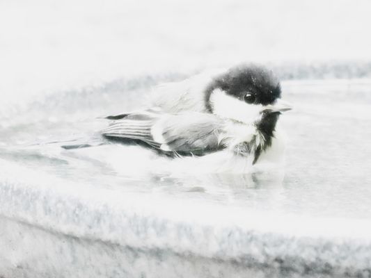 Die Jungvögel sind da