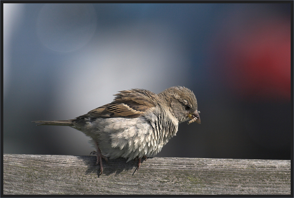 Die Jungvögel sind schon geschlüpft..