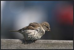 Die Jungvögel sind schon geschlüpft..