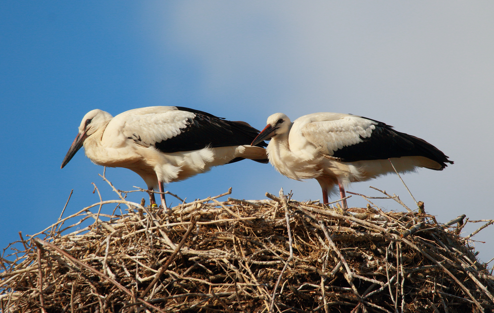 Die Jungvögel warten.....