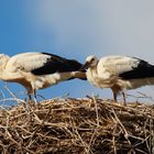 Die Jungvögel warten.....