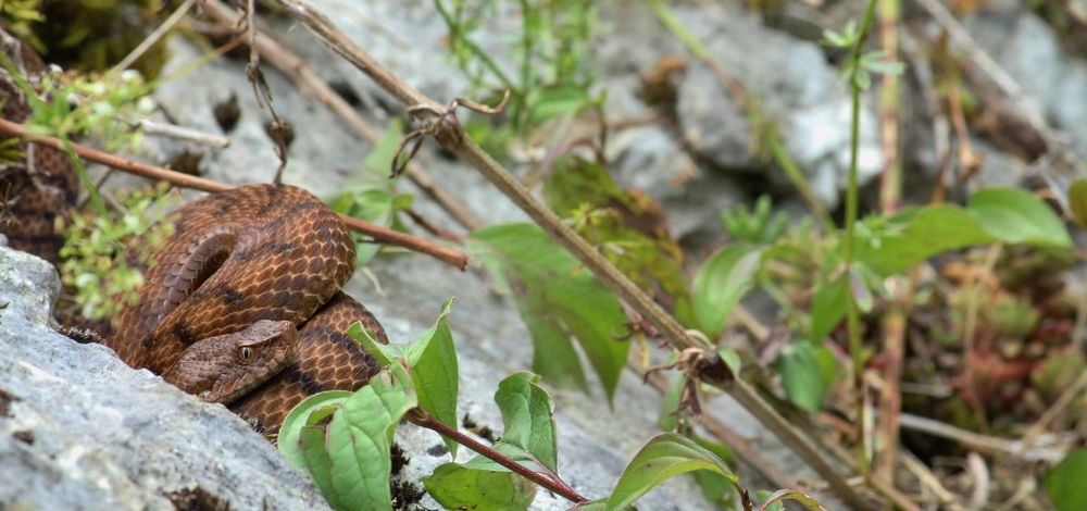 Die Juraviper im Jura.