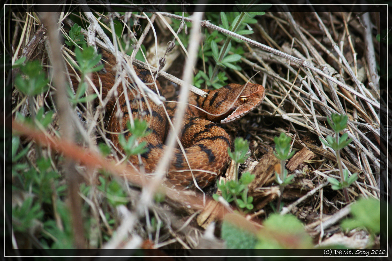 Die Juraviper im Nordjura 2010