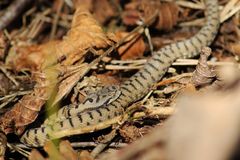 Die Juraviper (Vipera a.aspis)