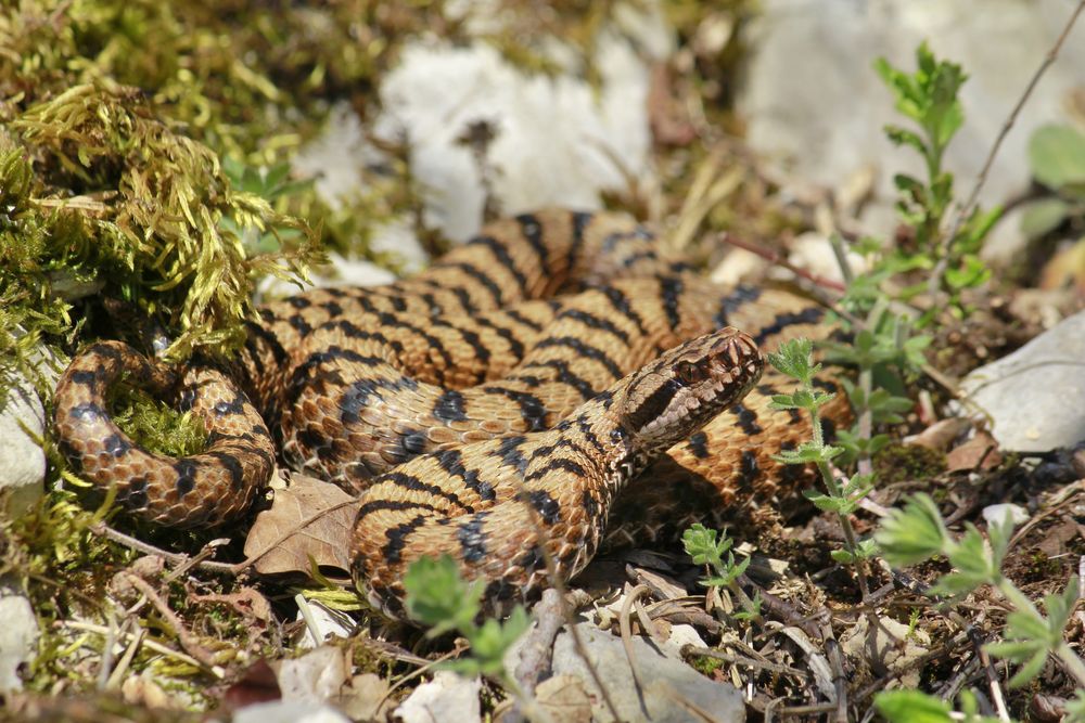 Die Juraviper (Vipera a.aspis)