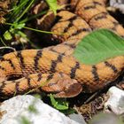 Die Juraviper (Vipera a.aspis)