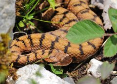 Die Juraviper (Vipera a.aspis)