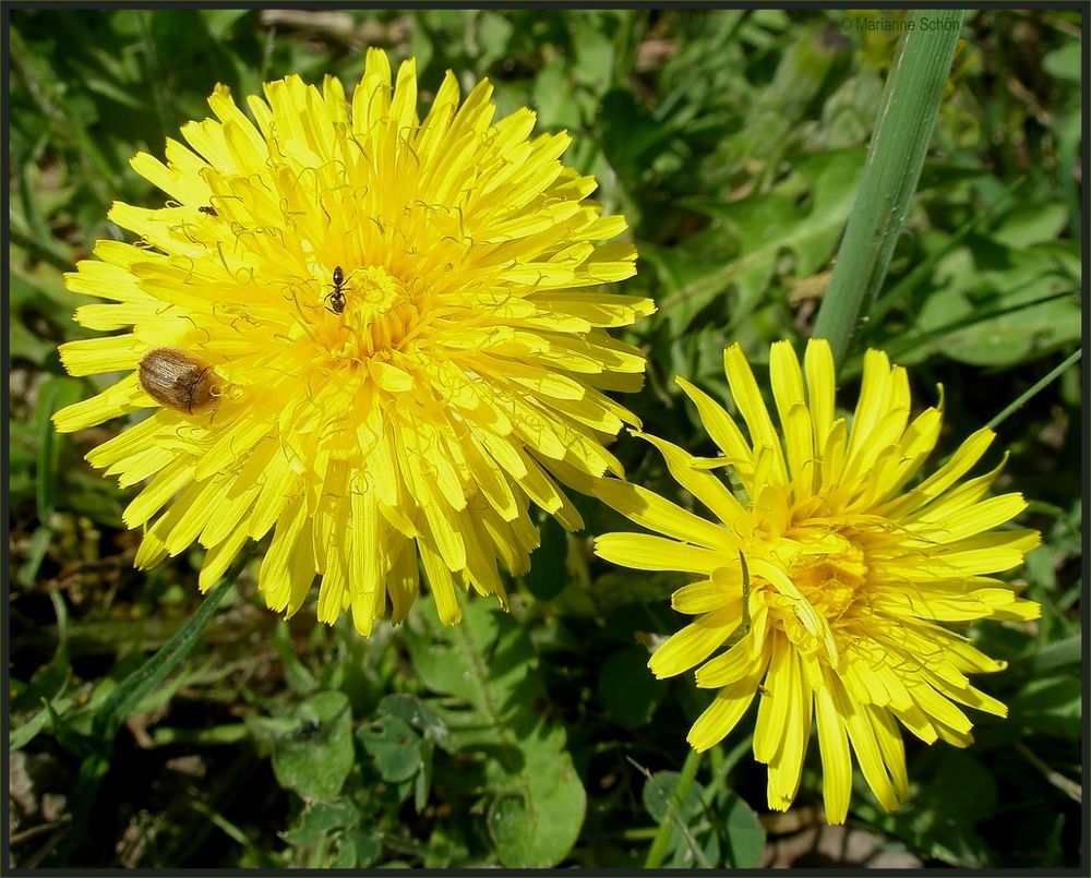 Die Käferchen und Ameisen freuen sich...