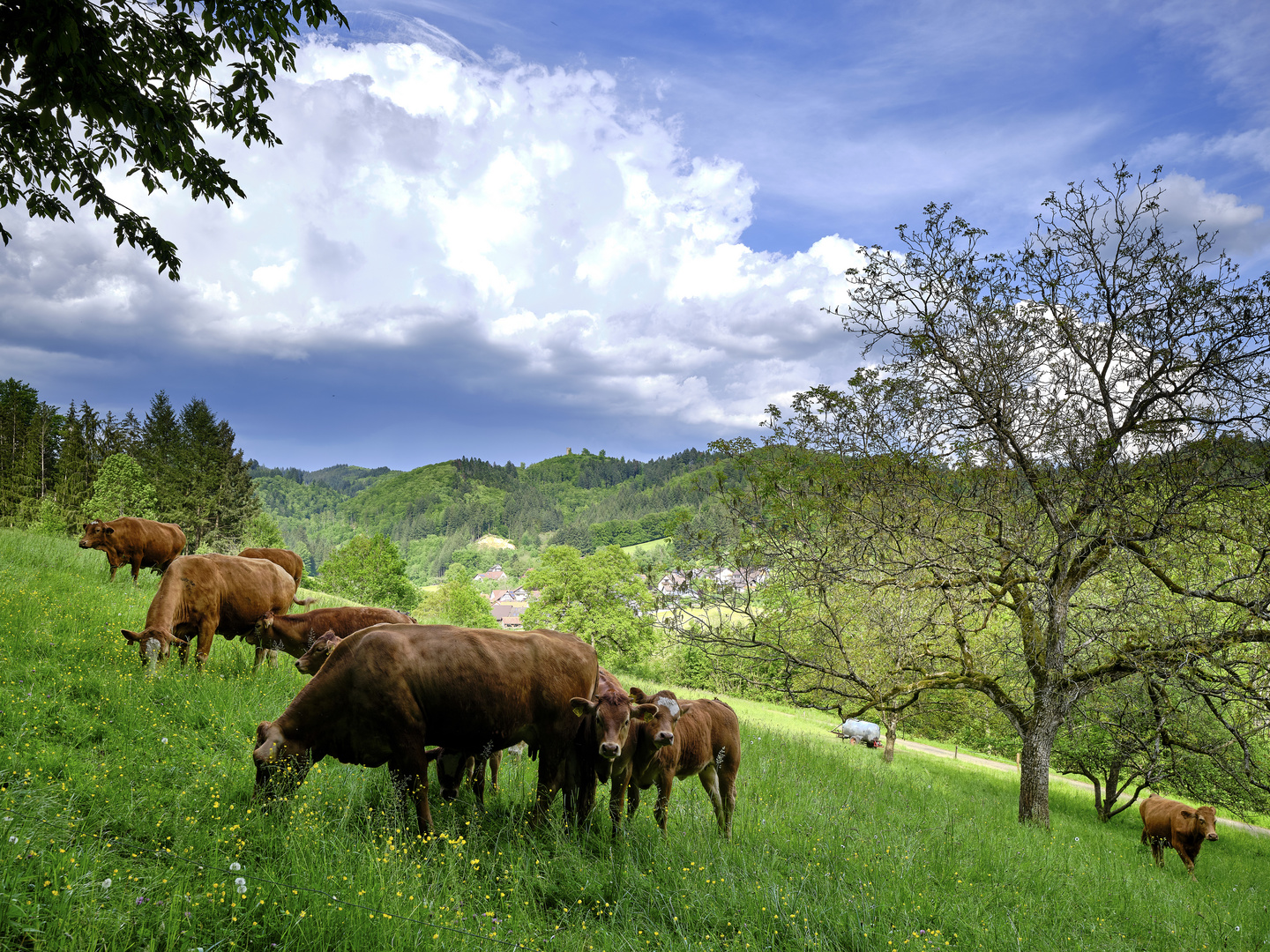 Die Kälbchen können sicher weiden