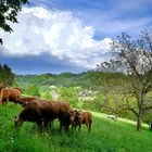 Die Kälbchen können sicher weiden