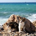 Die Kätzchen von Kreta
