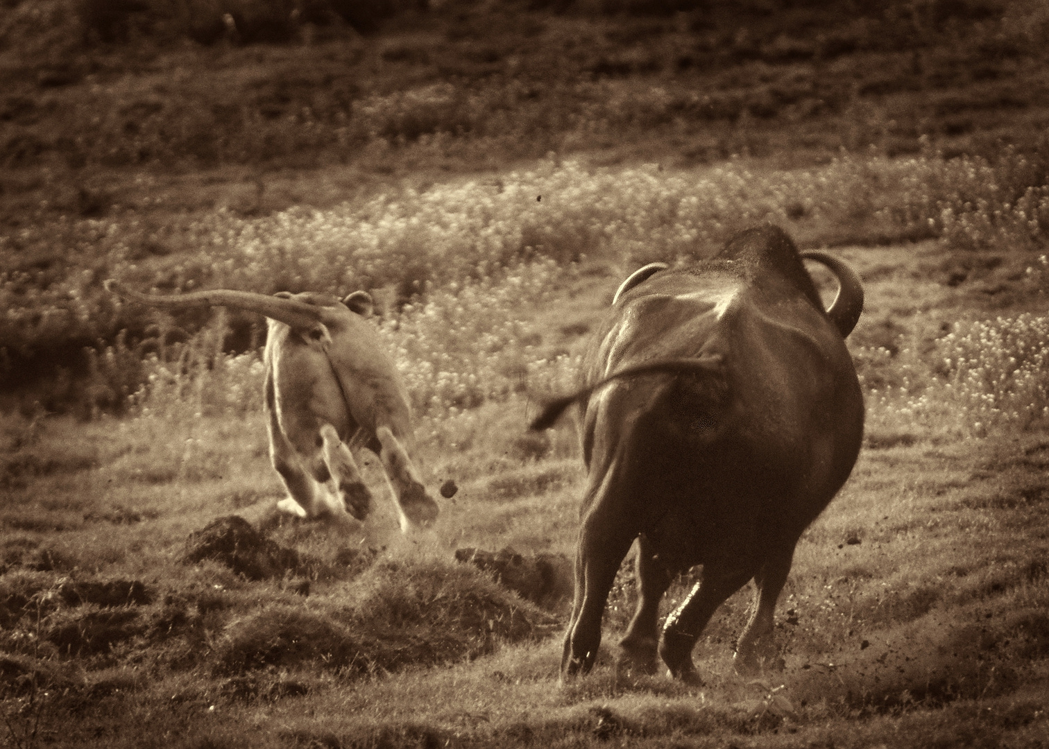 Die Kaffernbüffel lassen von der Löwin ab(Chobe N.P.)