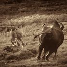 Die Kaffernbüffel lassen von der Löwin ab(Chobe N.P.)