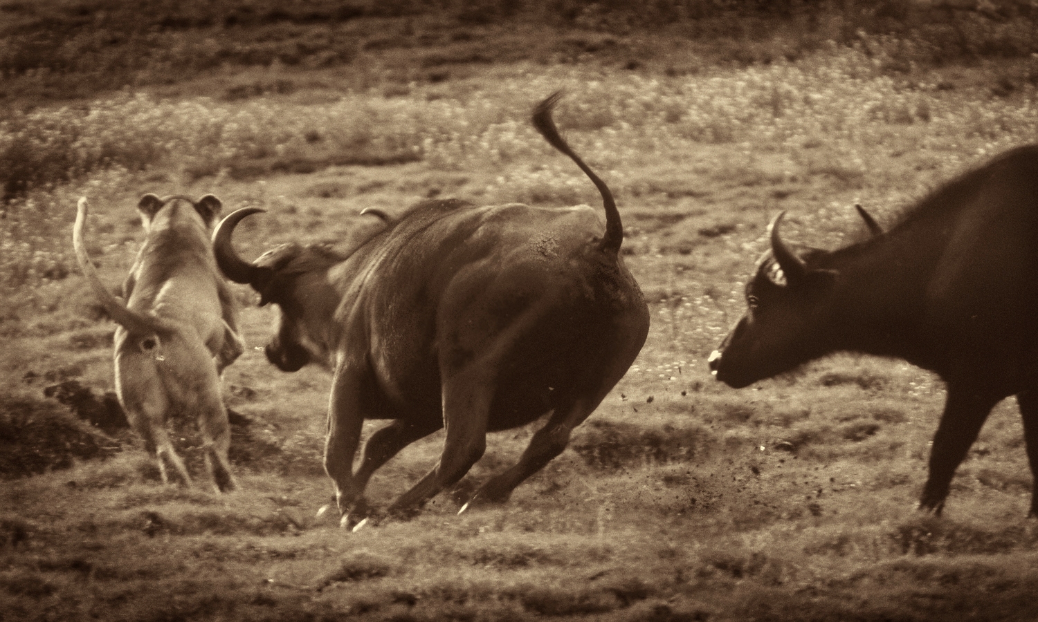 Die Kaffernbüffel schlagen die Löwin in die Flucht#1(Chobe N.P.)