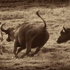 Die Kaffernbüffel schlagen die Löwin in die Flucht#1(Chobe N.P.)