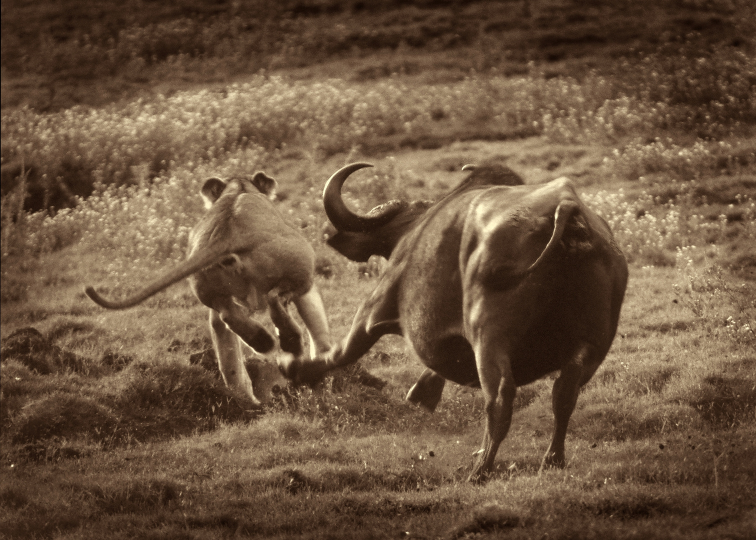 Die Kaffernbüffel schlagen die Löwin in die Flucht#2(Chobe N.P.)