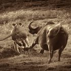 Die Kaffernbüffel schlagen die Löwin in die Flucht#2(Chobe N.P.)