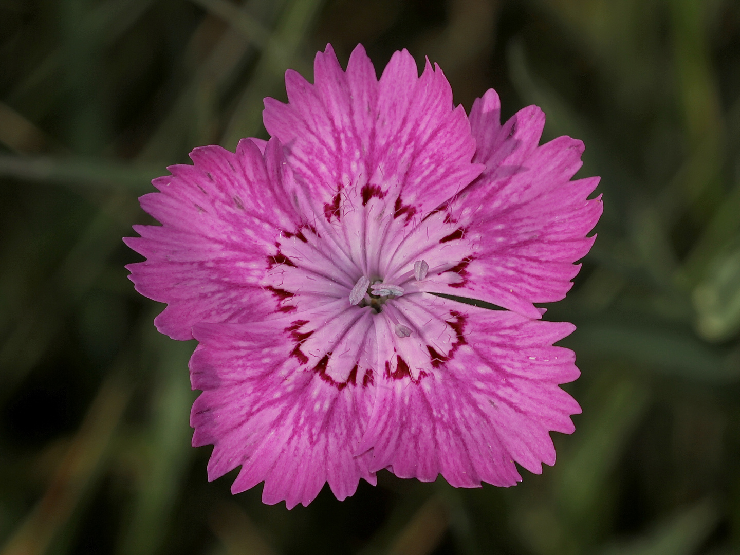 Die Kahle Buschnelke (Dianthus seguieri ssp. glabra)