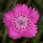 Die Kahle Buschnelke (Dianthus seguieri ssp. glabra)