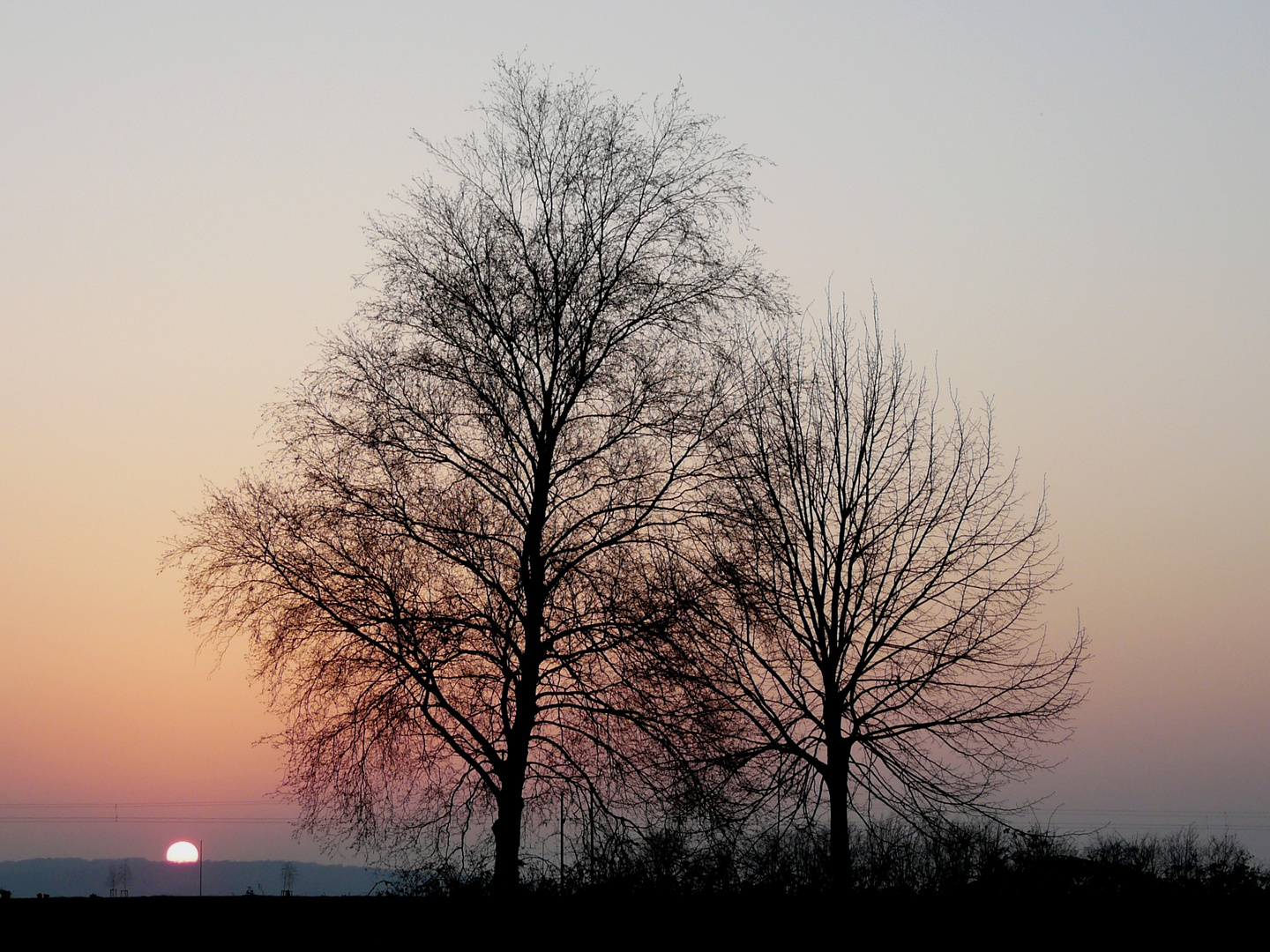 die kahlen Bäume im Licht des Sonnenuntergangs