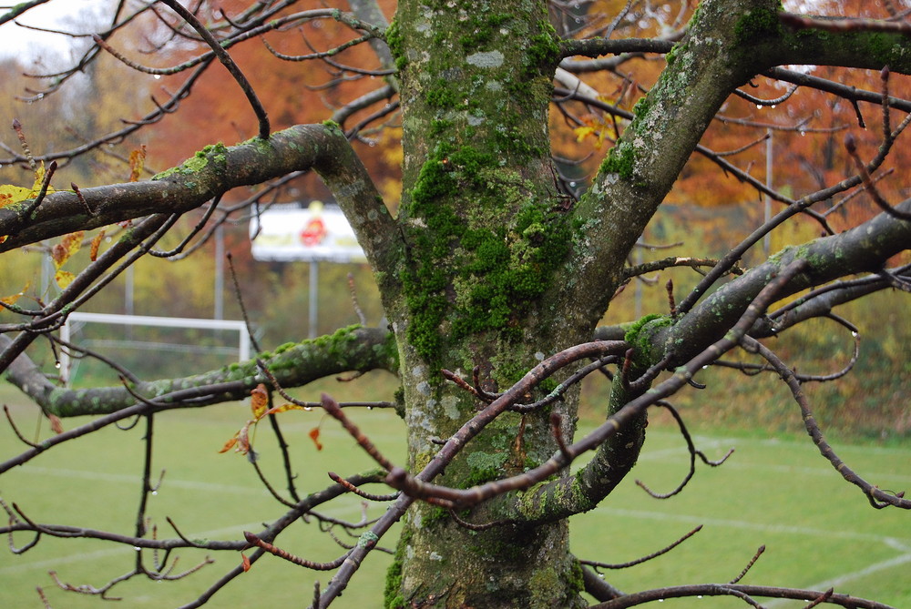 Die kahlheit des Herbstes