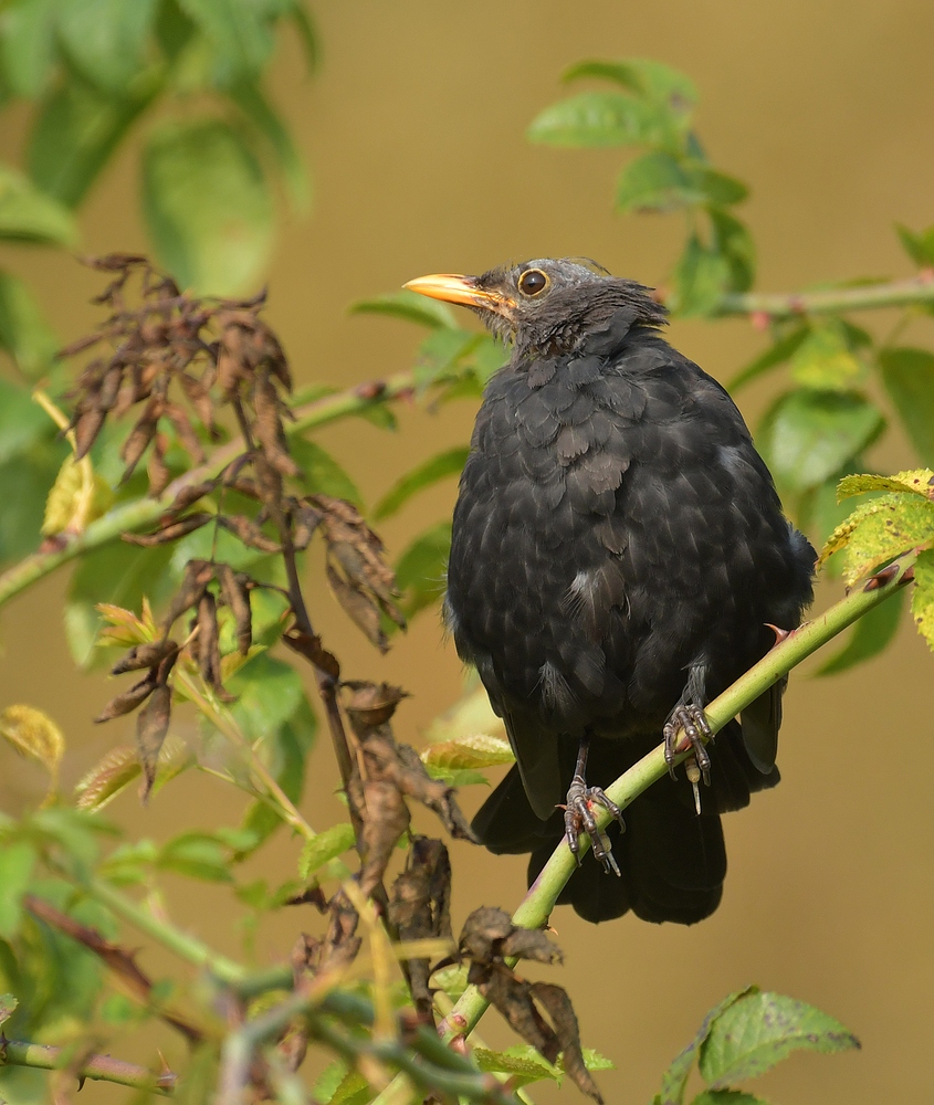 Die kahlköpfige Amsel 01