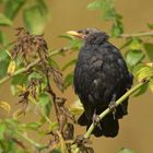 Die kahlköpfige Amsel 01