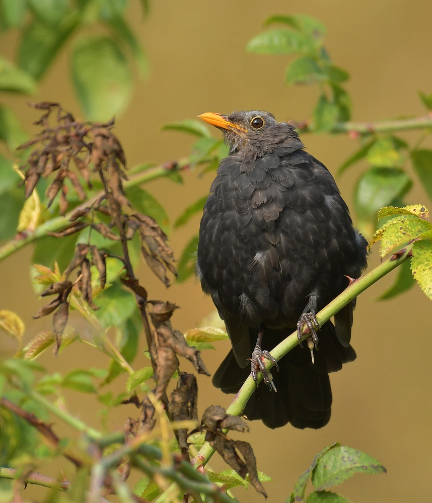 Die kahlköpfige Amsel 01