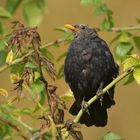 Die kahlköpfige Amsel 01