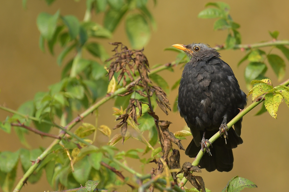 Die kahlköpfige Amsel 02