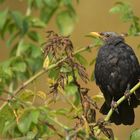 Die kahlköpfige Amsel 02