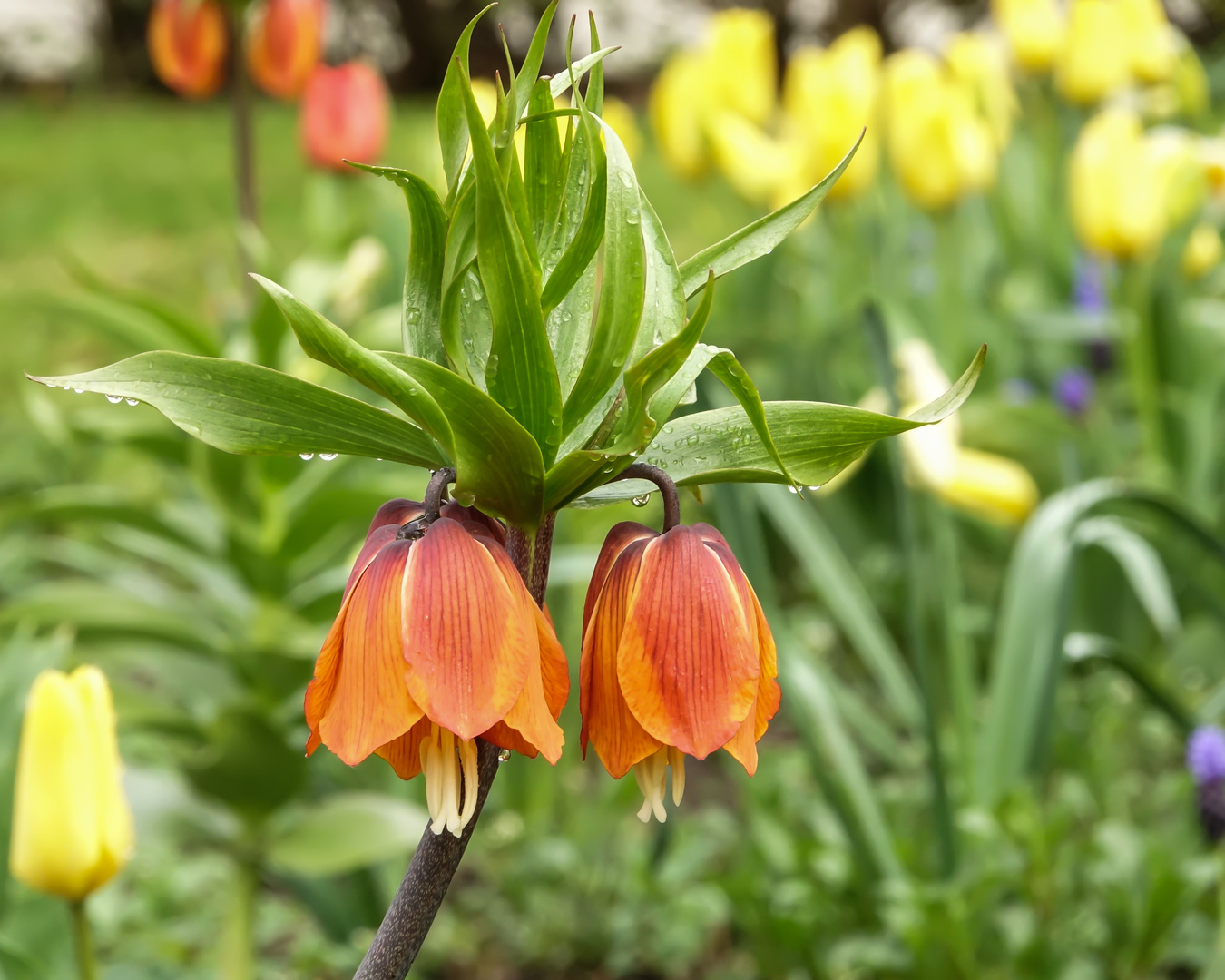 Die Kaiserkrone (Fritillaria imperialis ‘Rubra Maxima’ )