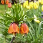 Die Kaiserkrone (Fritillaria imperialis ‘Rubra Maxima’ )