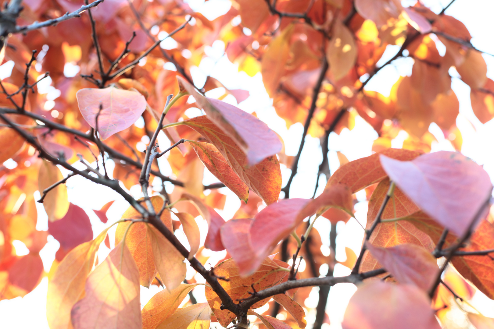 Die Kaki im Herbst