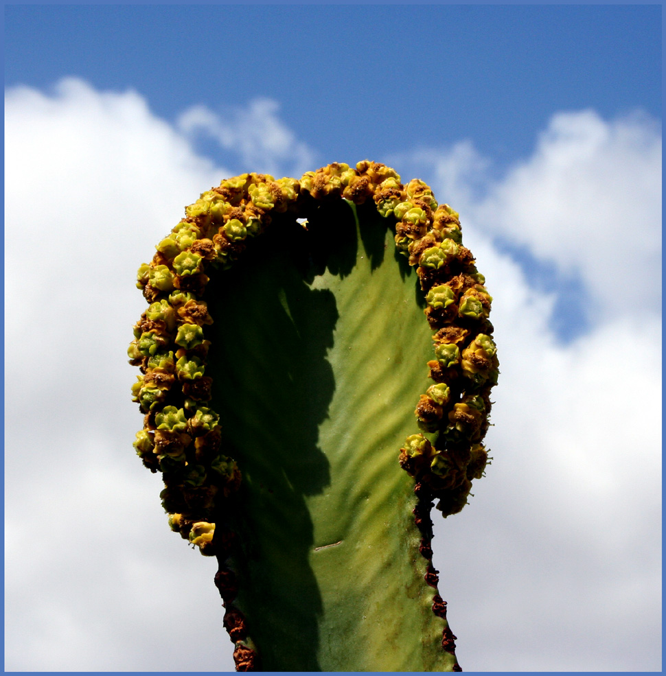 Die Kakteen wachsen in den Himmel