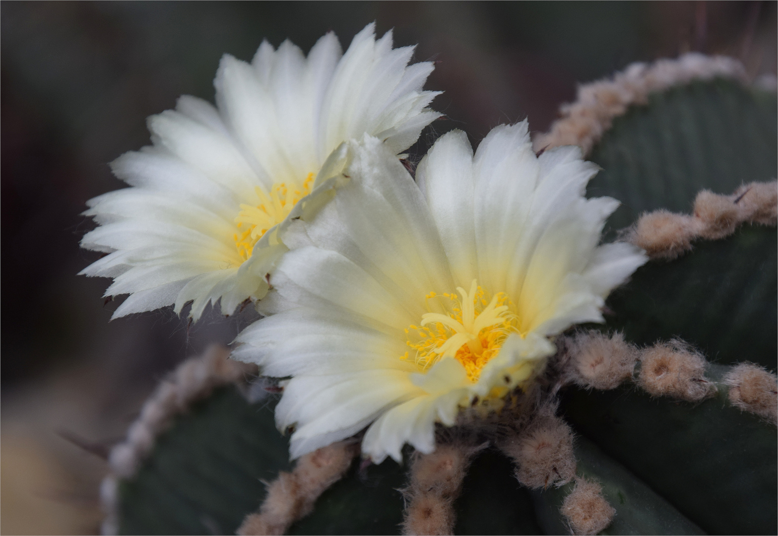 .. die Kakteenblüte ..