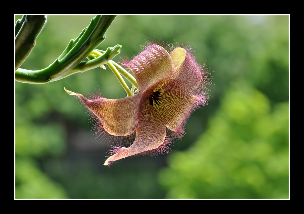 Die Kaktus-Blüte