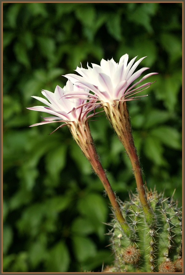 Die Kaktusblüte