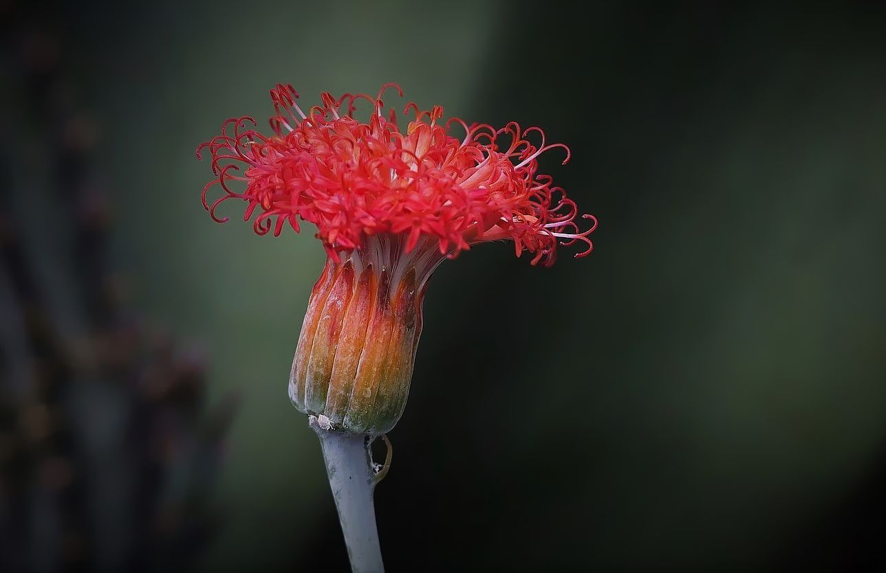 Die Kaktusblüte