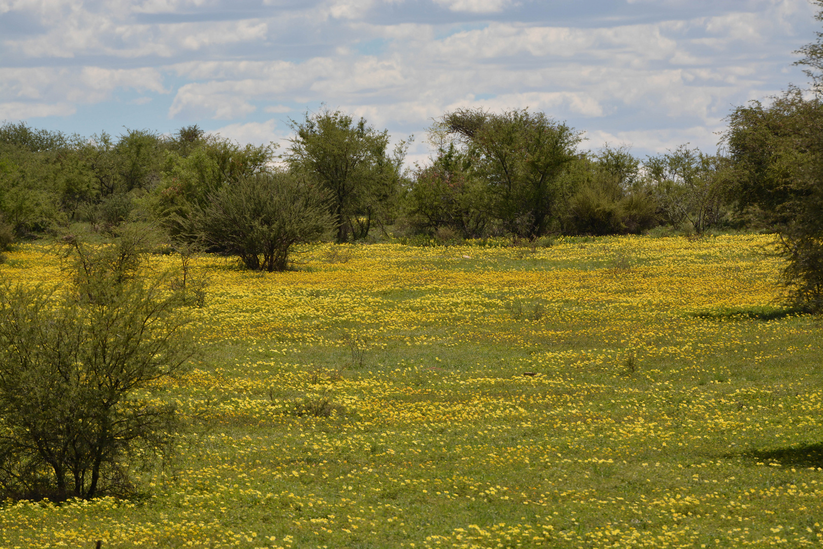 Die Kalahari blüht