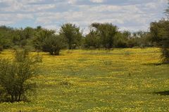 Die Kalahari blüht