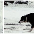 "Die kalte Schnauze eines Hundes ist erfreulich warm...