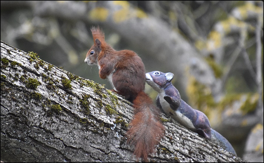 Die kalte Schulter zeigen... Foto & Bild dokumentation, eichhörnchen, natur Bilder auf
